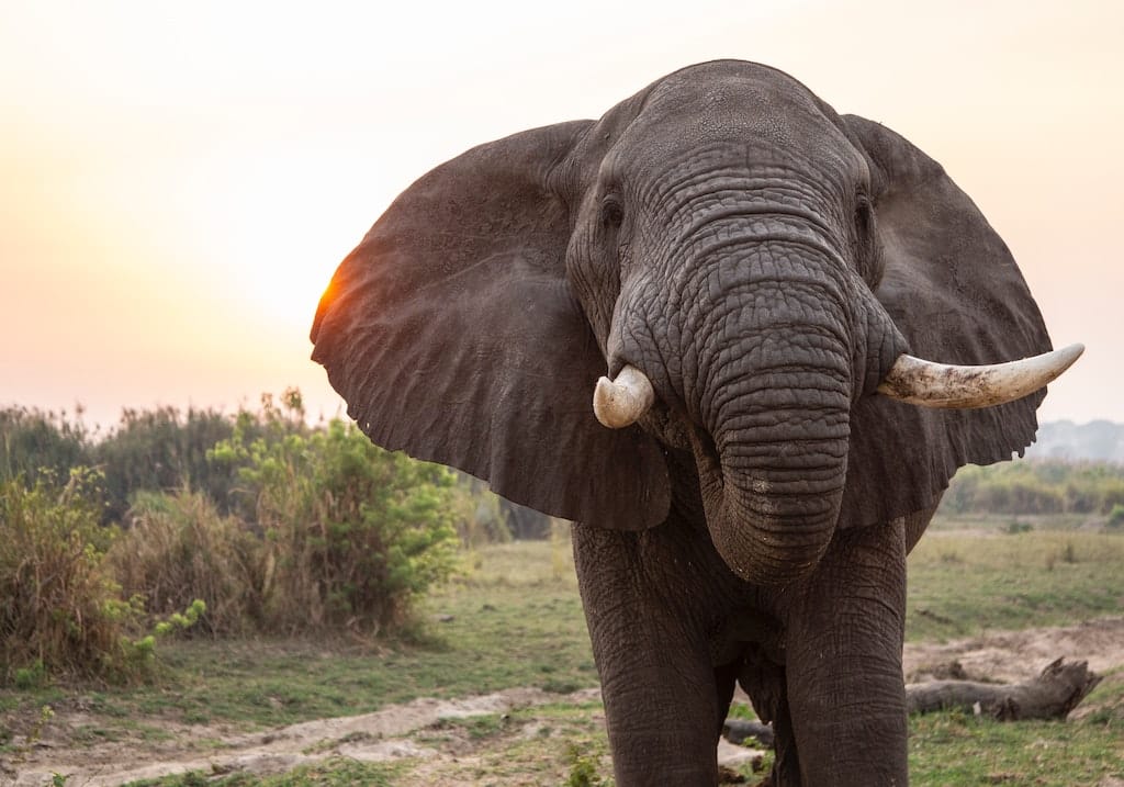 Elefante en la puesta de sol. La historia del plástico comenzó por salvar a los elefantes.